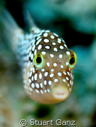 Hawaiian Whitespotted Toby, endemic to Hawaii. 
60mm mac... by Stuart Ganz 